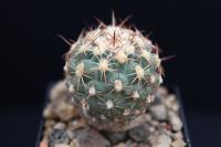 Sclerocactus mesae-verdae FH 061.6